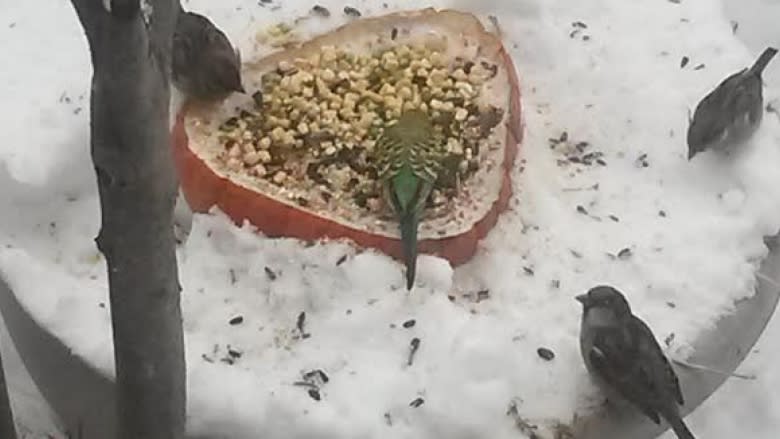 Budgie rescued after weeks spent outside braving Winnipeg winter