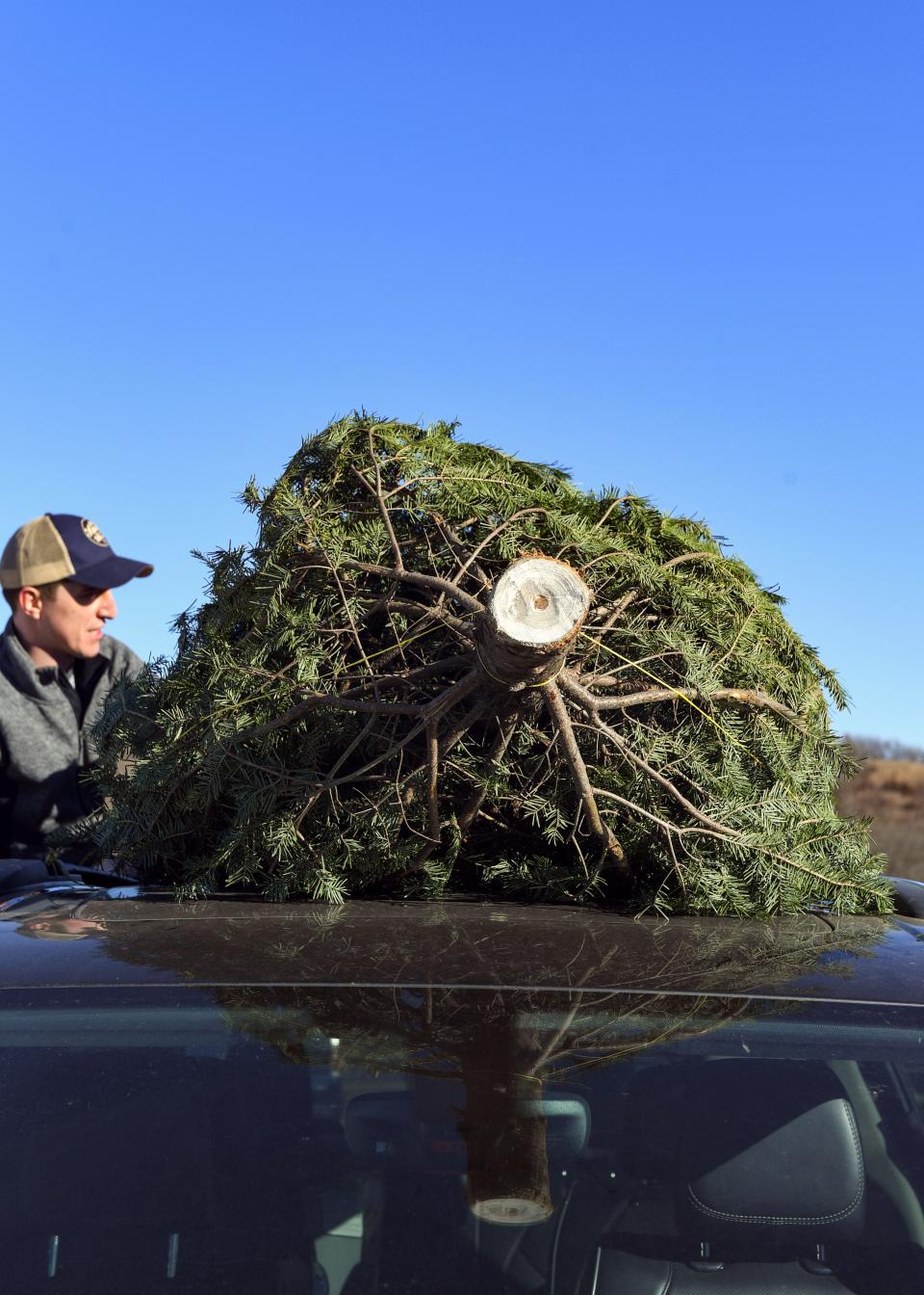 A tree sits on the roof of a car on Saturday, November 28, Riverview Christmas Tree Farm in Canton.