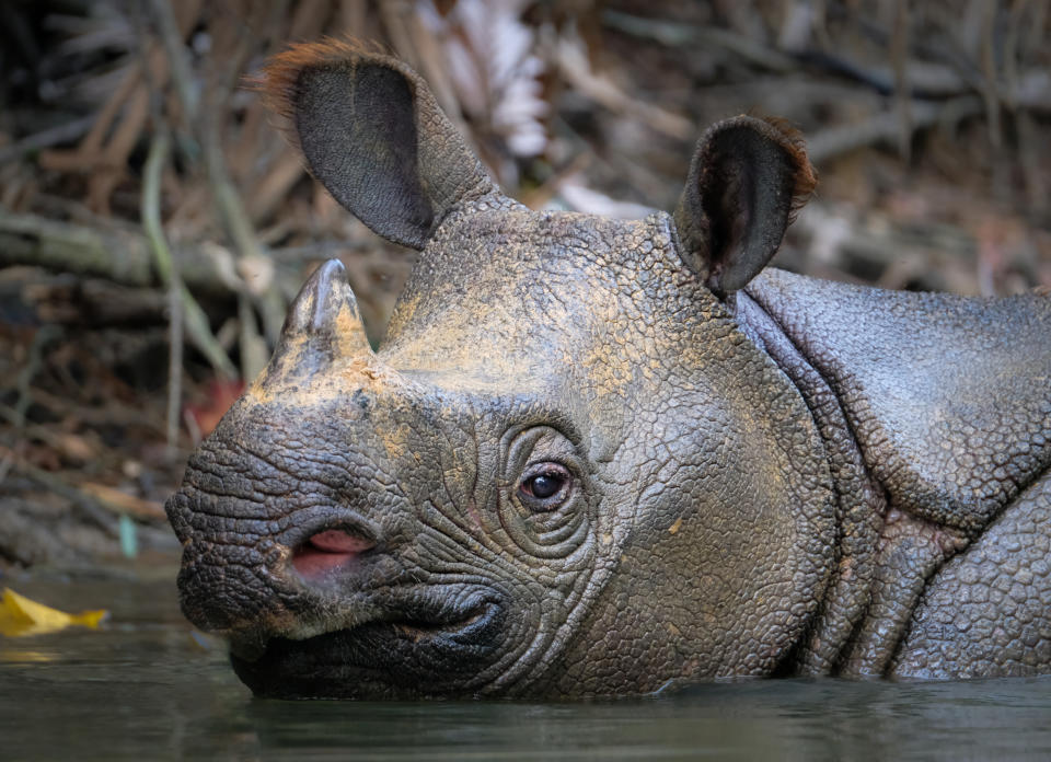 Only 76 Javan rhinos remain in the wild. Source: Getty