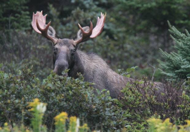 Cliff Doran/Submitted by Gord Follett