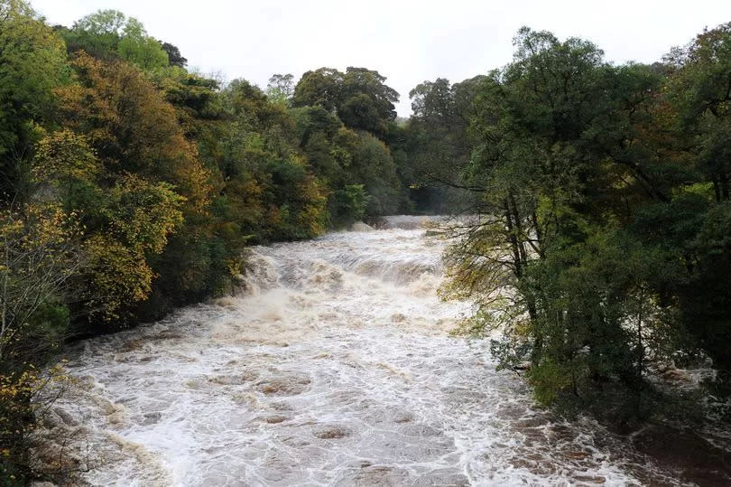 A fast-flowing river, with large trees on each riverbank