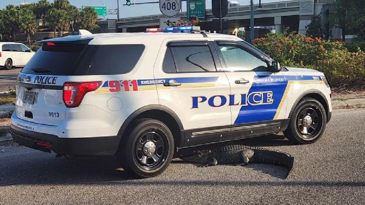 <div>A gator wedged itself underneath an Orlando Police Department patrol vehicle on John Young Parkway near the 408 entrance ramp on May 9, 2024. (Photo: Orlando Police Department)</div>