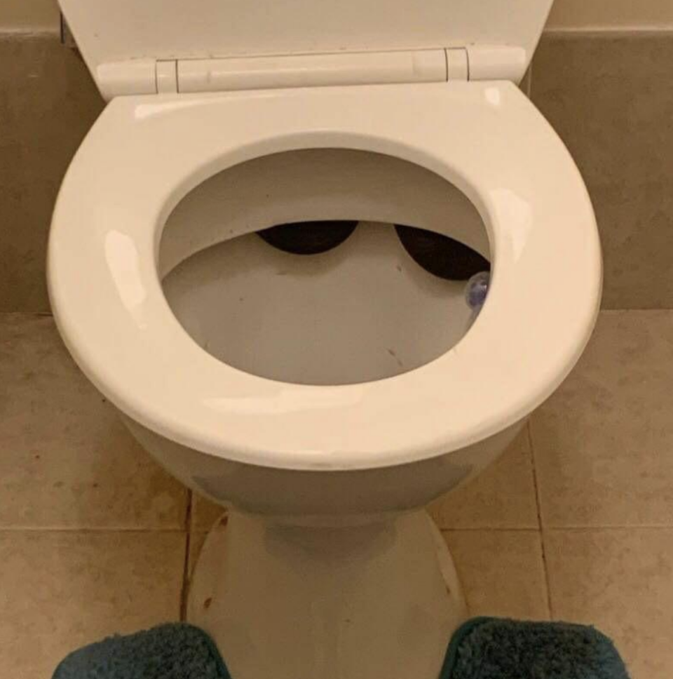 snake in the toilet