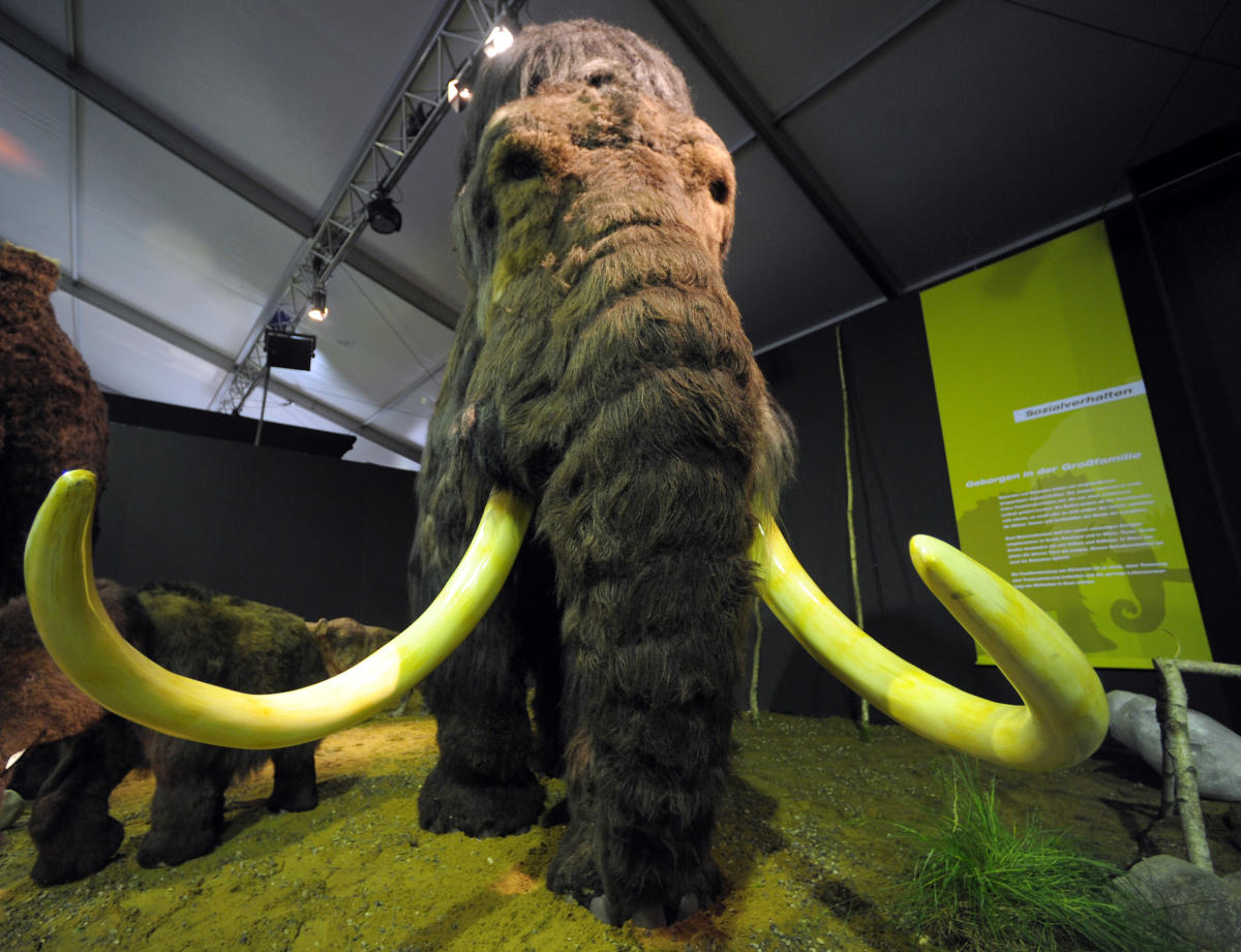 Woolly mammoth de-extinction is definitely not about making real-life