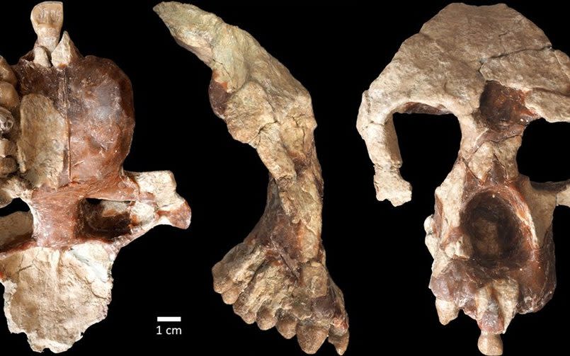 A new face and partial brain case of Anadoluvius turkae, a fossil hominine – the group that includes African apes and humans – from the Çorakyerler fossil site located in Central Anatolia, Turkey