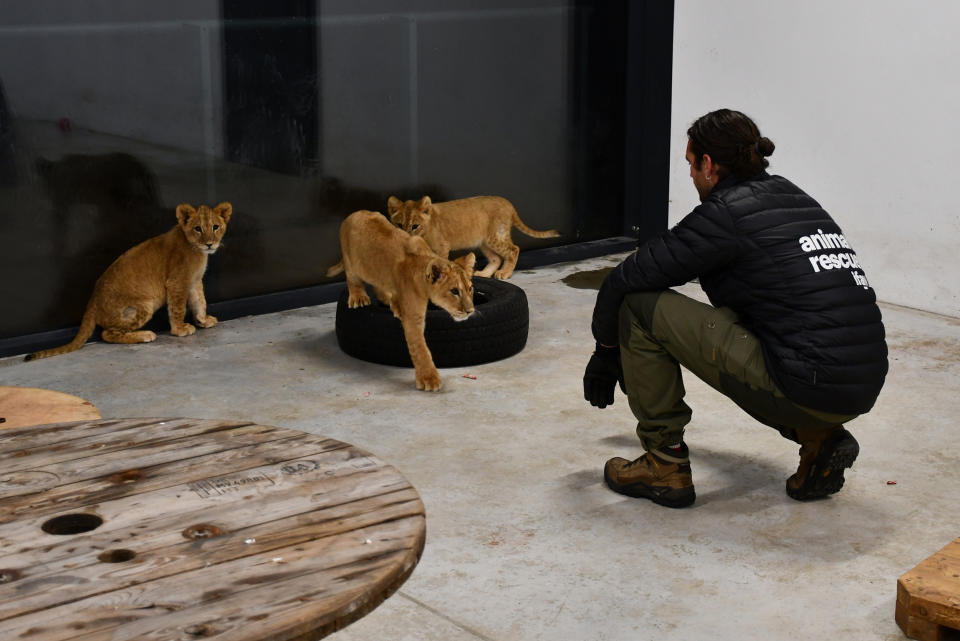 Dr. Andrew Kushnir with the three lion cubs he rescued from Ukraine. (Malgorzata Chodyla / © Malgorzata Chodyla)