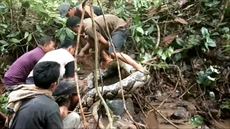 Indonesian villagers initially thought the giant snake was just an old log before one of them touched the serpent, triggering it into action