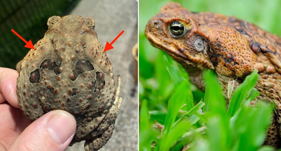 Parotid salivary glands on cane toads back