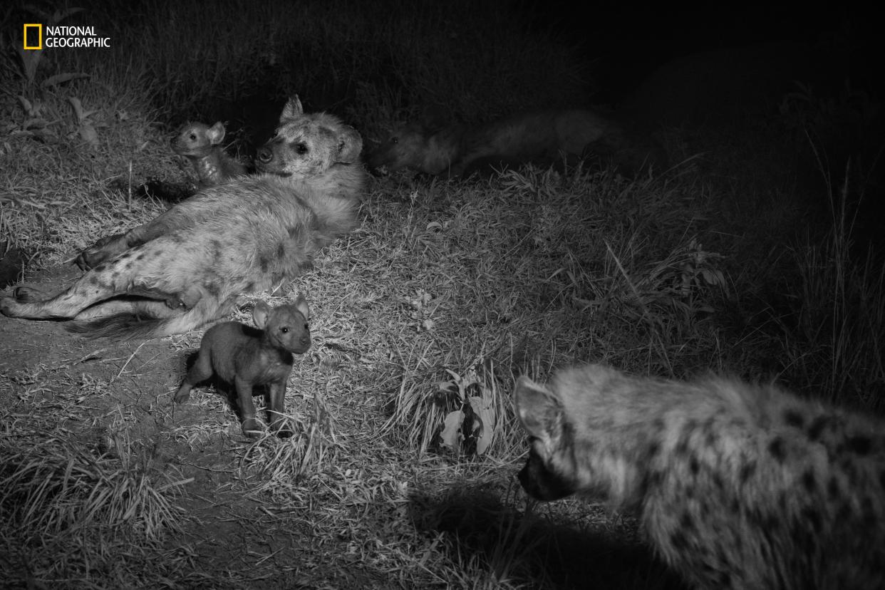 An infrared camera set-up allowed Guyton to get images of hyenas at night.