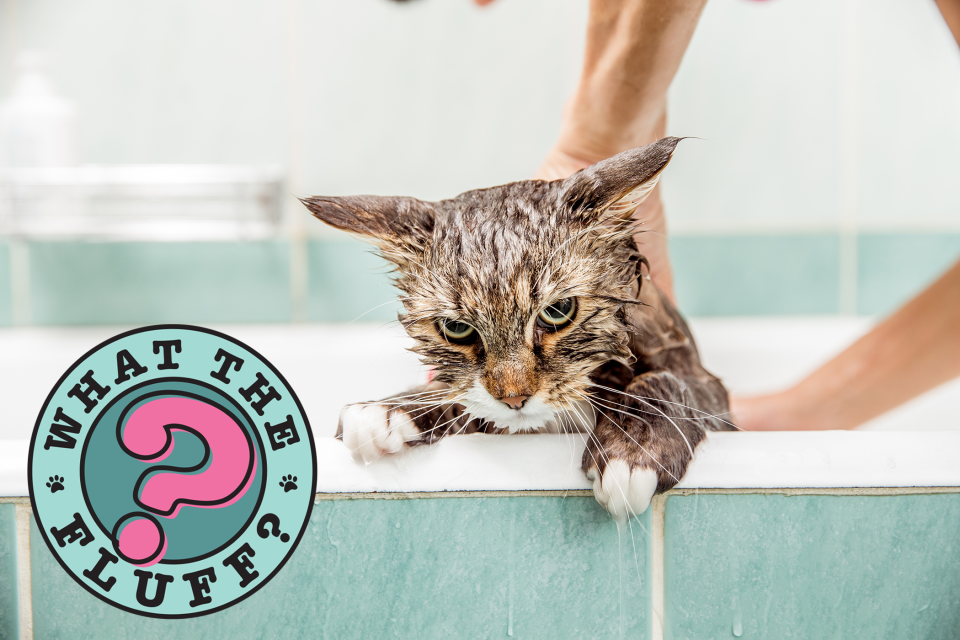 wet cat in a tub