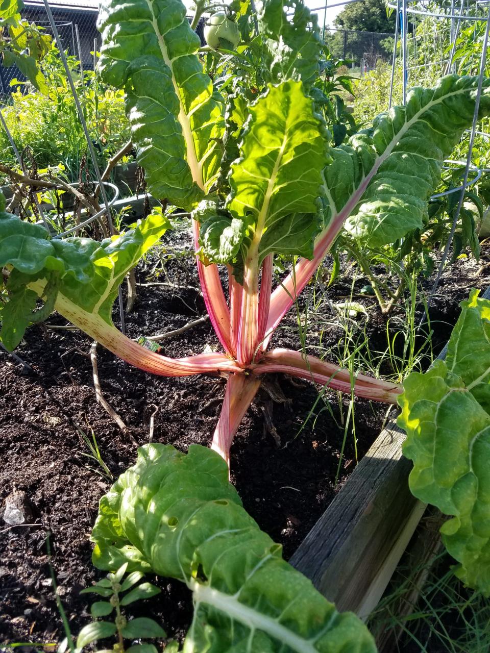 Swiss chard is easy to grow and has a long growing season.