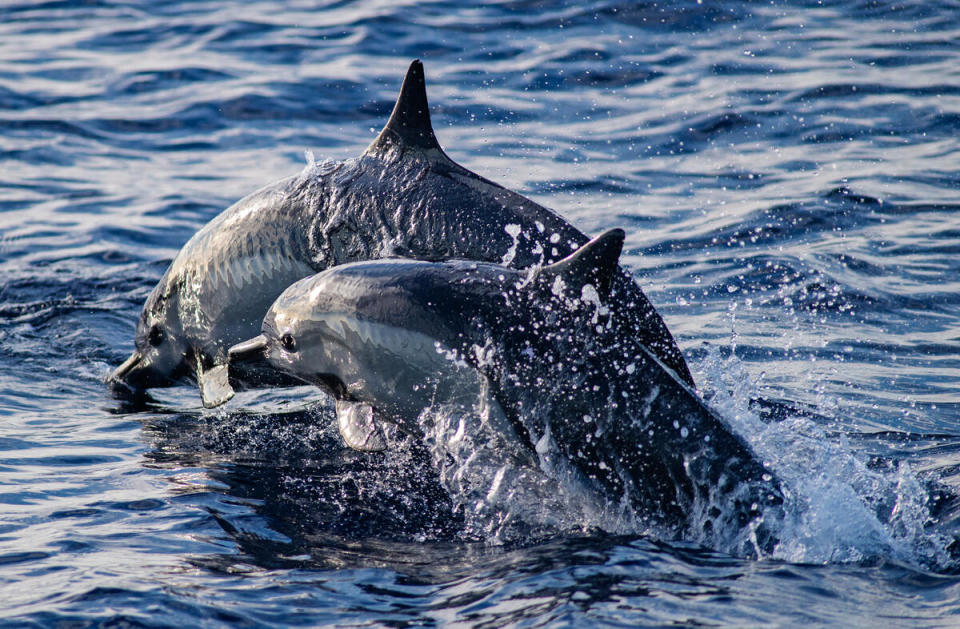 綠色和平船艦「彩虹勇士號」航行於太平洋時，遇見飛旋海豚（Spinner dolphins）成雙躍出水面。