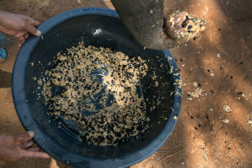 A Thai elephant scoops up a coffee bean mixture with fruit and rice at an elephant camp at the Anantara Golden Triangle resort on December 10, 2012 in Golden Triangle, northern Thailand.
