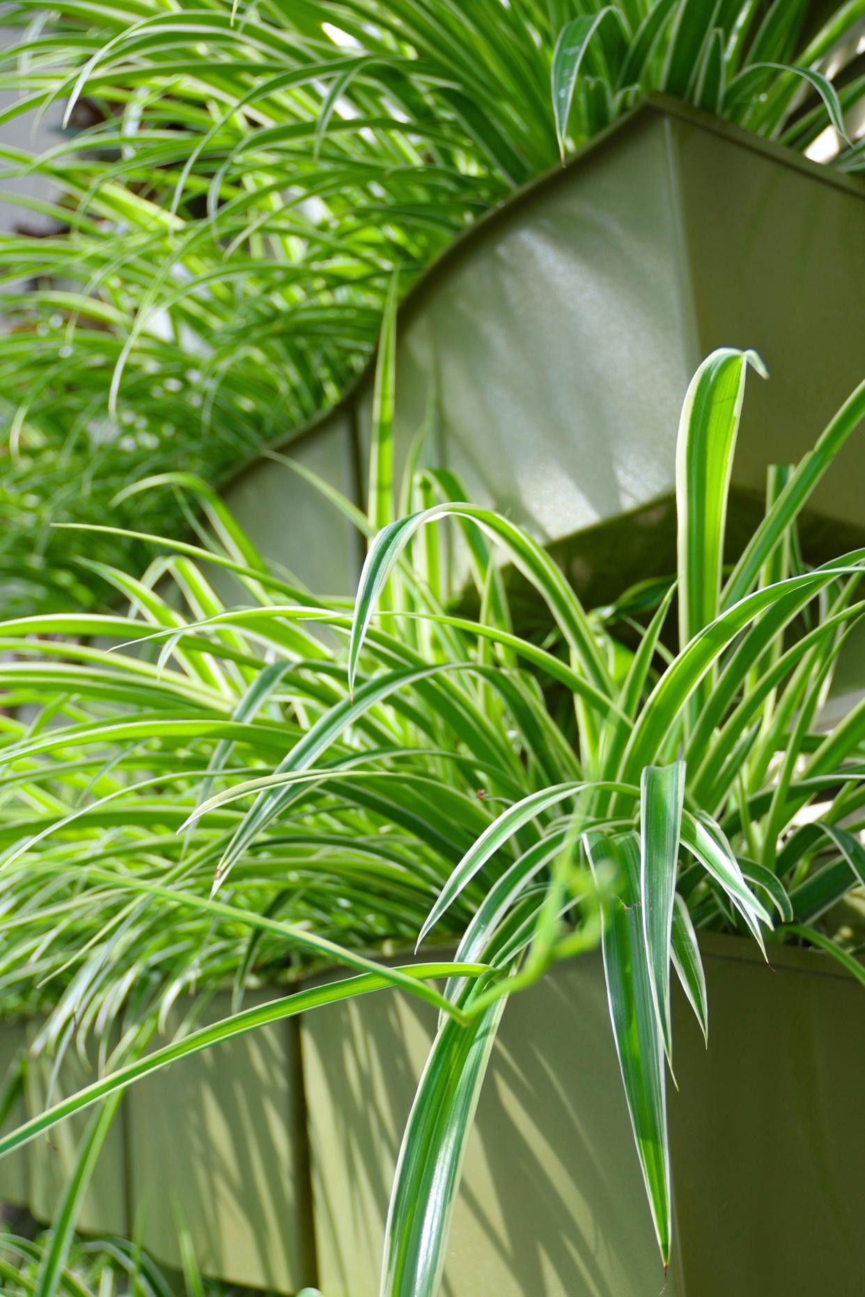 A spider plant is one of many recommended to help purify the air inside your home.