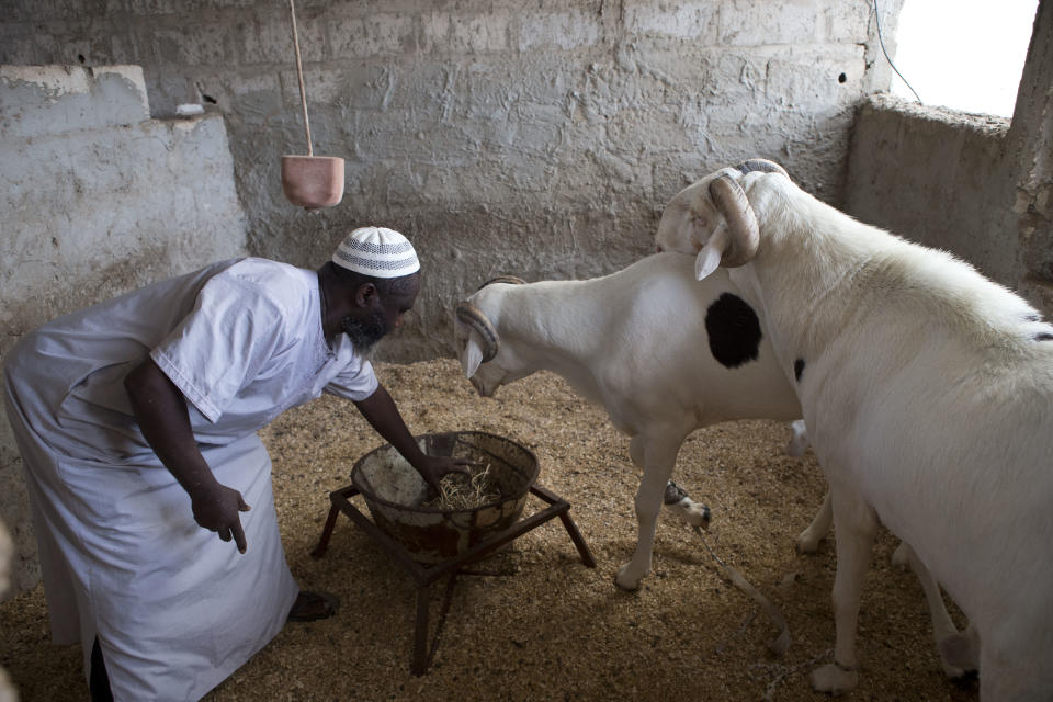 In this Tuesday, Oct. 9, 2012 photo, prizewinning sheep breeder Ousmane Ndiaye gives hay to two of his most prized rams, including Billal, right, after feeding and watering them in their pen atop his home in the HLM neighborhood of Dakar, Senegal. In a nation where sheep are given names and kept inside homes as companion animals, the most popular show on television is "Khar Bii," or literally, "This Sheep" in the local Wolof language. It's an American Idol-style nationwide search for Senegal's most perfect specimen ahead of the Eid al-Adha festival, known locally as Tabaski. (AP Photo/Rebecca Blackwell)