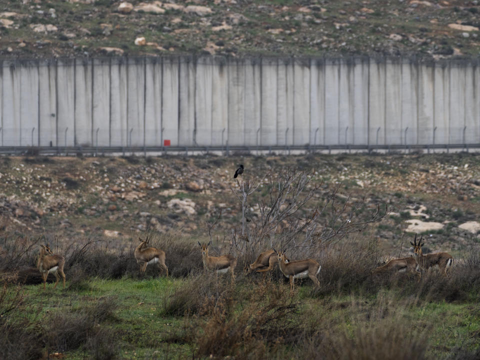 Deer graze next to section of Israel's separation barrier between Jerusalem and the West Bank village of A-Ram, Sunday, Feb. 6, 2022. Twenty years after Israel decided to built its controversial separation barrier amid a wave of Palestinian attacks, it remains in place, even as Israel encourages its own citizens to settle on both sides and admits tens of thousands of Palestinian laborers. (AP Photo/Oded Balilty)