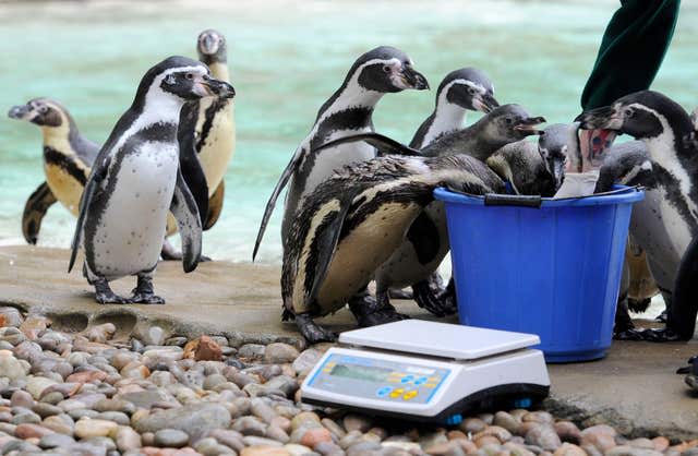 ZSL London Zoo annual weigh-in