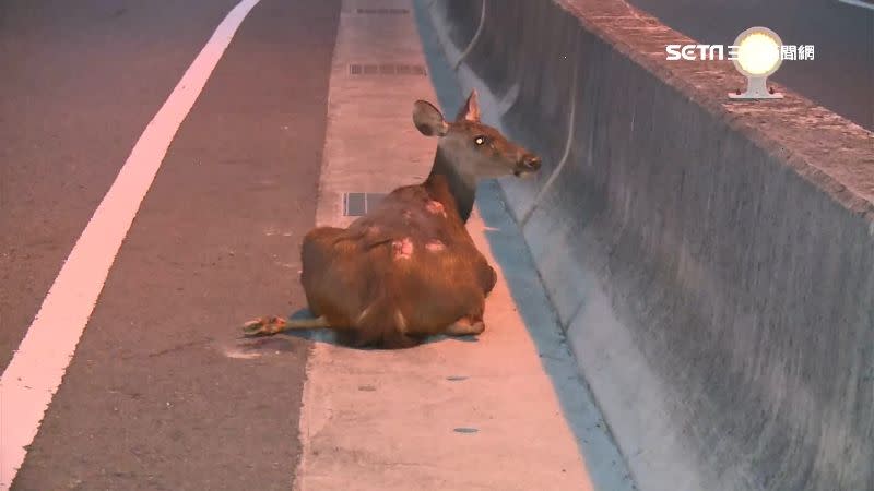 過去也曾有水鹿穿越車道。