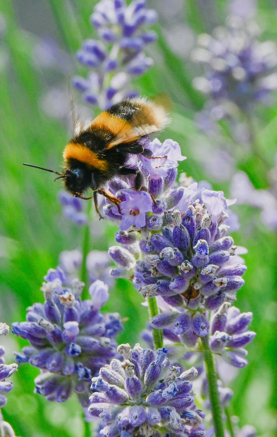 a bee collects nectar from lavender the bee will also get covered in pollen and transfer to other plants as it forages