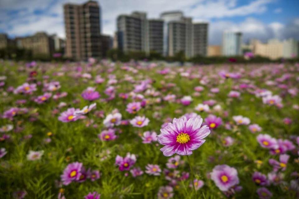 美堤河濱公園花海唯美盛開。   圖：取自台北旅遊網