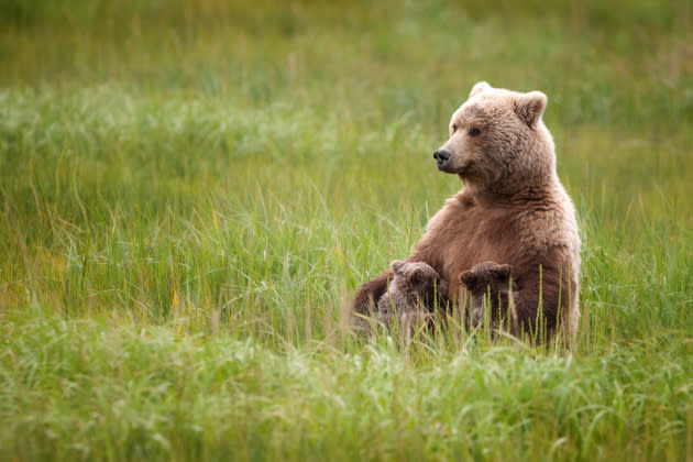 Was für ein süßes Familienidyll! Diese Bärenmama hat es sich auf einer Wiese im Lake Clark Nationalpark in Alaska gemütlich gemacht. In aller Seelenruhe säugt sie ihre Jungen – und lässt sich dabei auch von Fotografen nicht stören. (Bild: Ruth Steck/Mehr Bilder finden Sie hier: <a href="http://ngm.nationalgeographic.com/ngm/photo-contest/2012/entries/recent-entries/" rel="nofollow noopener" target="_blank" data-ylk="slk:National Geographic Photo Contest;elm:context_link;itc:0;sec:content-canvas" class="link ">National Geographic Photo Contest</a>)