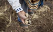 El agricultor Ciriaco Huaman muestra un puñado de sus papas en Pisac, el sur rural de Perú, el viernes 30 de octubre de 2020. (AP Foto/Martín Mejía)