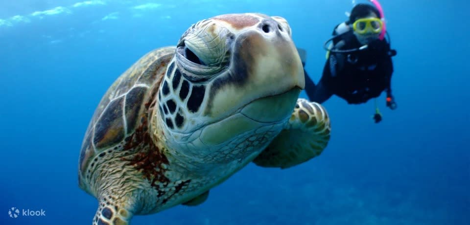 Snorkelling & Diving & Fun Diving Experience With Sea Turtle In Kerama. (Photo: Klook SG)