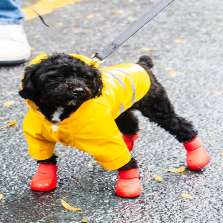 dog wearing yellow jacket and red boots