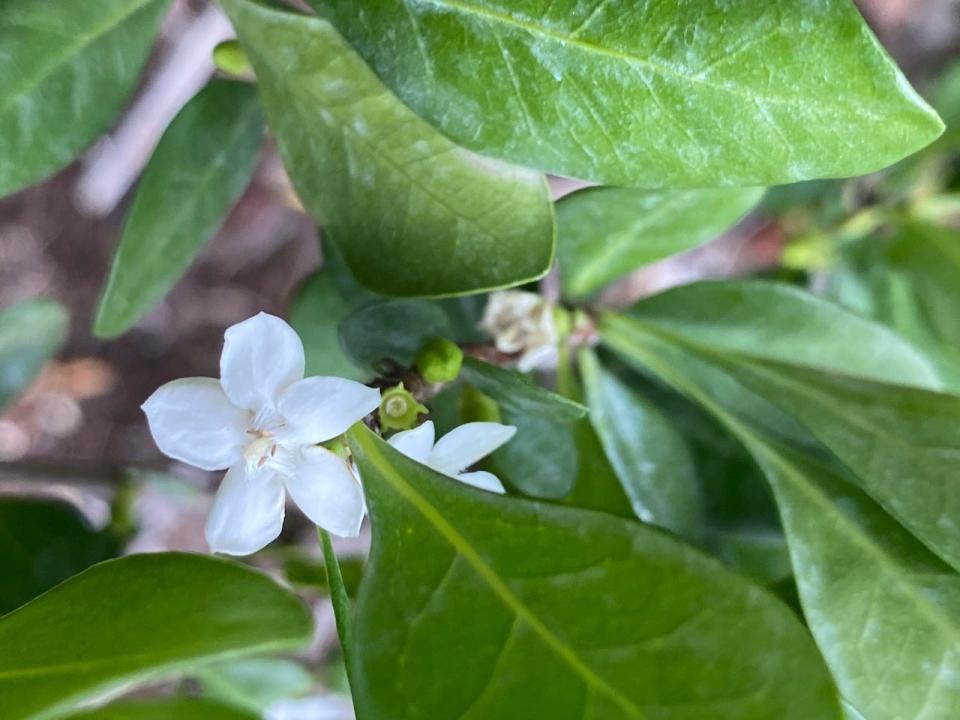 White indigo berry (Randia aculeata) is a tough evergreen that thrives on coastal landscapes.