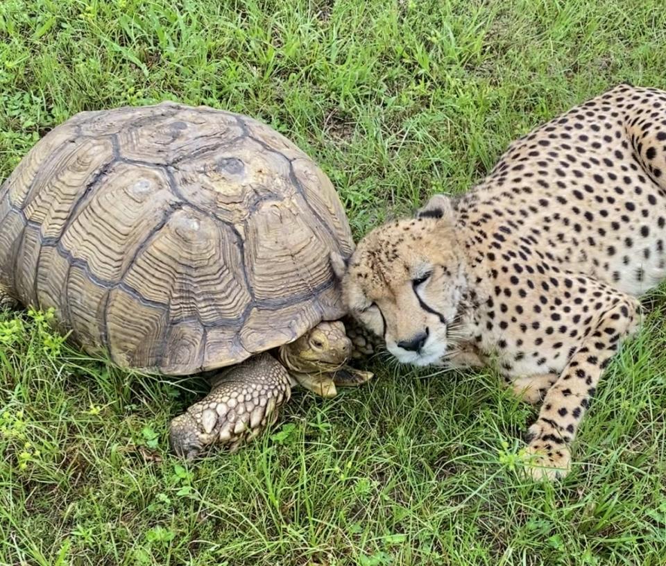 Penzi la tartaruga e Martedì il ghepardo sono un duo inseparabile.  (Foto per gentile concessione: Carson Springs Wildlife Conservation Foundation)