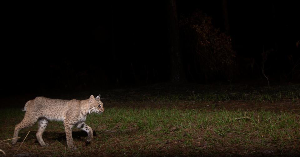 A bobcat strolls by a remote sensor camera set up by News-Press photographer Andrew West at Corkscrew Regional Ecosystem Watershed on Friday, April 12, 2024.