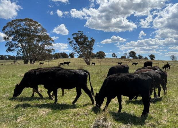 Cattle graze in a field near Delegate, New South Wales, Australia, in November 2023.