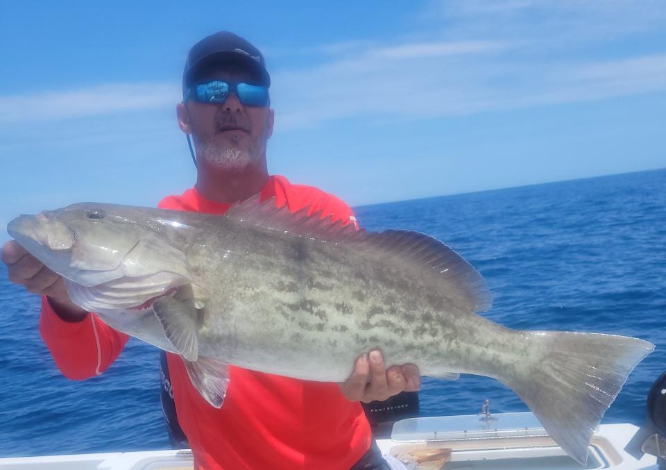 Gag grouper fishing is good, says an angler with Little Adam charters in Fort Pierce May 14, 2022.