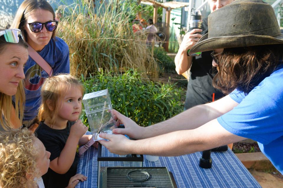 Kevin Seman displays a large black widow spider to curious families as part of an exhibit featuring venomous local bugs Friday during Bug Fest! at the River Bend Nature Center.