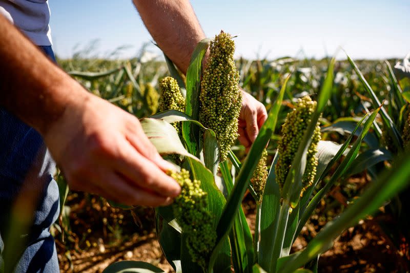 Un agricultor francés cultiva plantas de sorgo para adaptarse al cambio climático