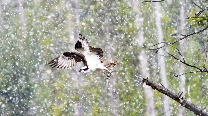 An osprey takes off amidst a winter snowstorm in Yosemite National Park