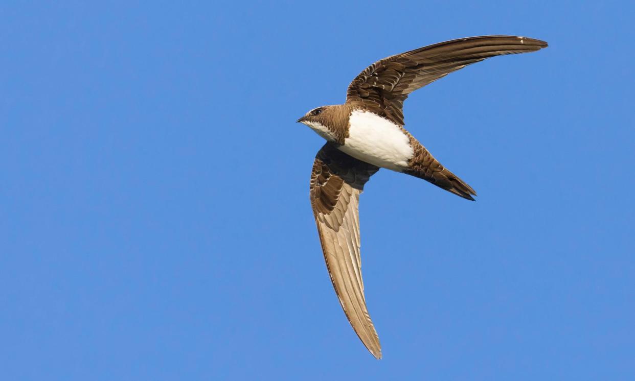 <span>Alpine Swift in flight<br></span><span>Photograph: AGAMI Photo Agency/Alamy</span>