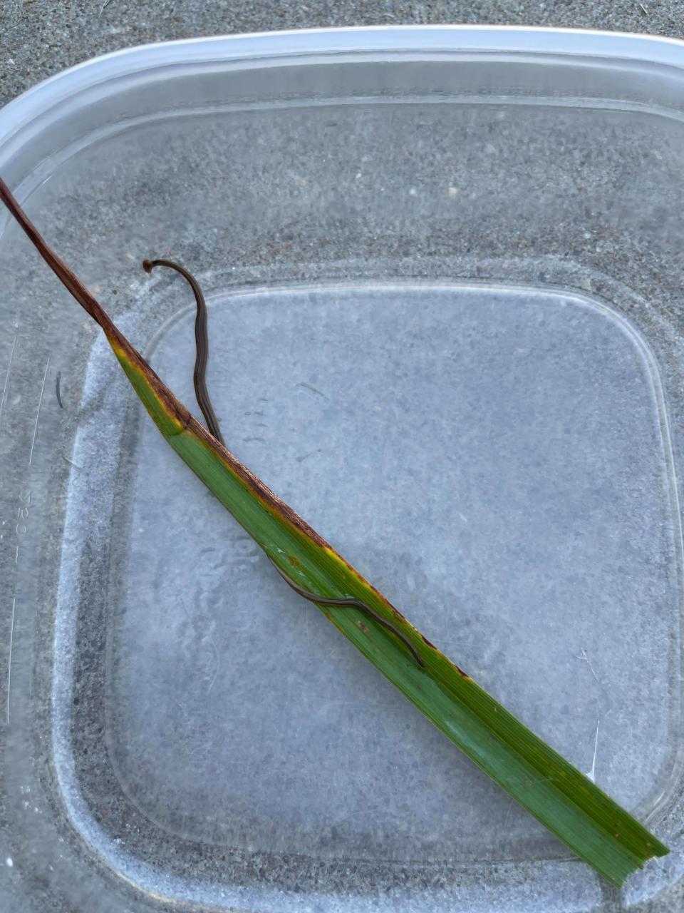 A hammerhead worm is seen in a plastic container Sept. 13, 2021.