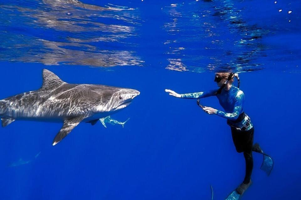 Ocean Ramsey often can be found filming sharks off the coast of Haleiwa on Oahu's North Shore