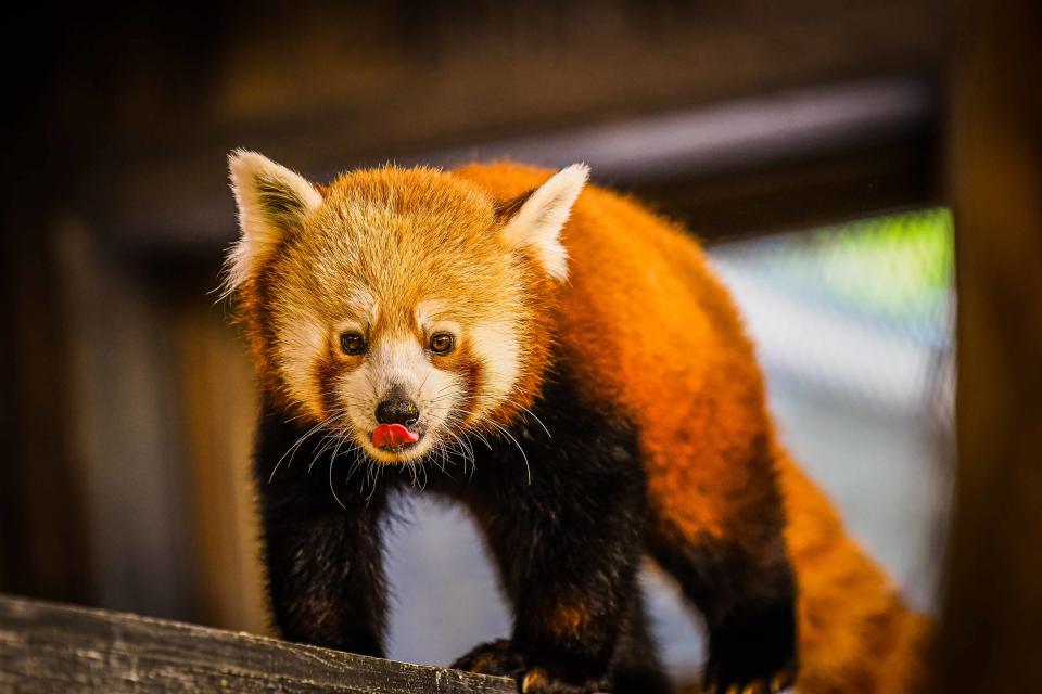 An example of a fully grown red panda at Louisville Zoo. BPZOO’s female red panda, 5-year-old Marie, gave birth to two cubs on May 27.