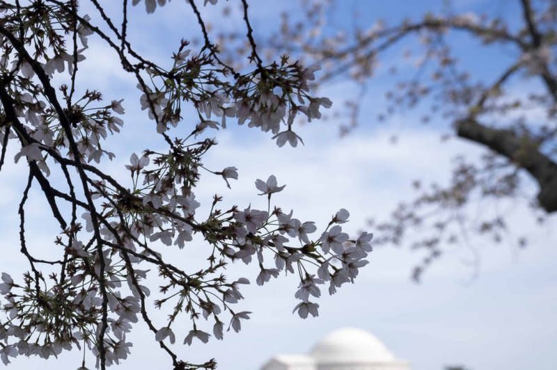 The Jefferson Memorial is seen along the Tidal Basin as the cherry bloom peak bloom comes to a close in Washington, DC, April 2023. On Monday, the National Park Service said the blossoms have hit peak bloom ahead of a planned seawall repair project and removal of hundreds of cherry blossoms. File Photo by Bonnie Cash/UPI