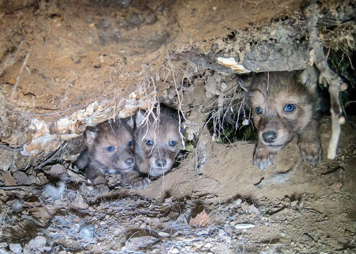 Gray wolf pups look out from a den in northern Minnesota.