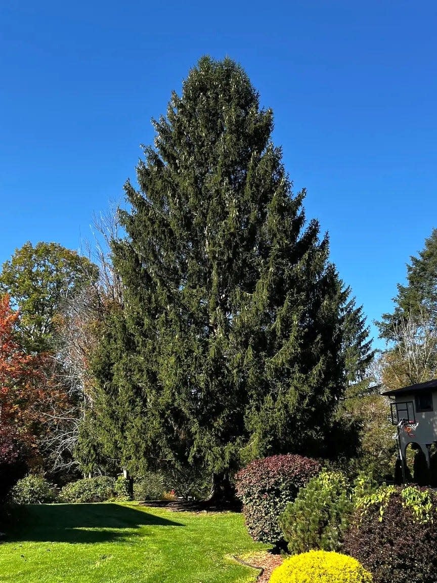 This 80-foot Norway spruce in Vestal was selected as the 2023 Christmas tree for Manhattan's Rockefeller Center.
