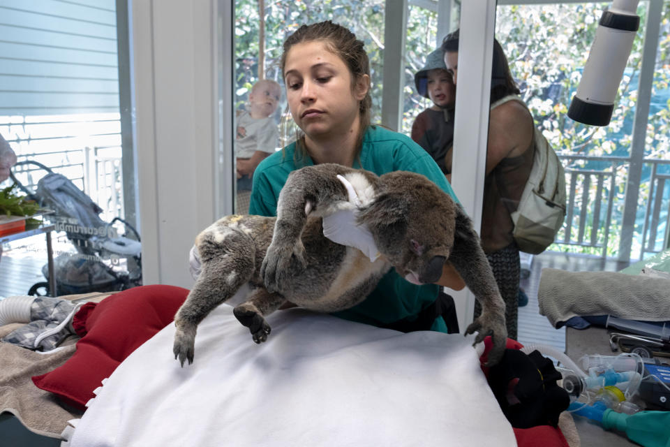 Michael Pyne, veterinario jefe del Currumbin Wildlife Hospital (Chang W. Lee/The New York Times)