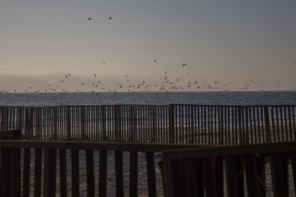 Gaviotas sobrevuela el muro que separa Tijuana y San Diego, en Tijuana, México, el martes 26 de septiembre de 2023. Mientras en México hay varios espacios para albergar migrantes, en Tijuana ha percibido un nuevo flujo de mexicanos que huyen de la violencia, la extorsión y las amenazas del crimen organizado. (AP Foto/Karen Castaneda)