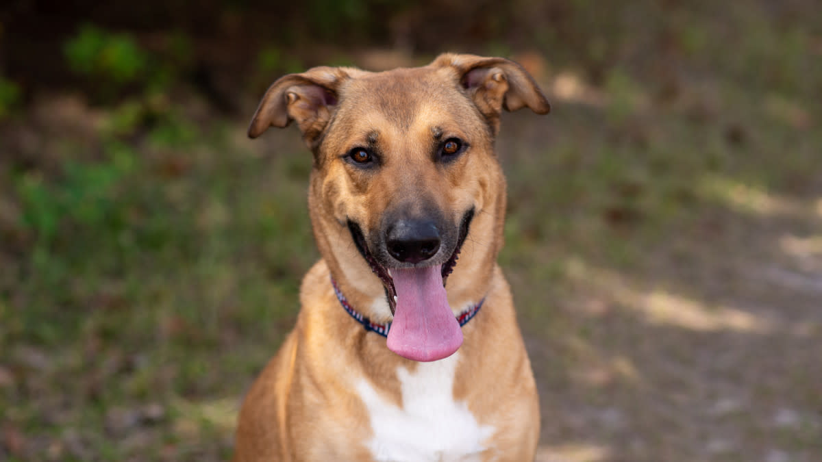 California Shelter Dog Adopted and Returned After One Hour for Being ...