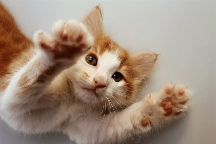 kitten toe beans