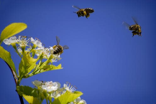 <span class="caption">Not only do bees display collective intelligence, they are also flexible when it comes to making group decisions.</span> <span class="attribution"><a class="link " href="https://www.youtube.com/watch?v=cj5LZBmiQu4" rel="nofollow noopener" target="_blank" data-ylk="slk:Shutterstock;elm:context_link;itc:0;sec:content-canvas">Shutterstock</a>, <a class="link " href="http://creativecommons.org/licenses/by/4.0/" rel="nofollow noopener" target="_blank" data-ylk="slk:CC BY;elm:context_link;itc:0;sec:content-canvas">CC BY</a></span>