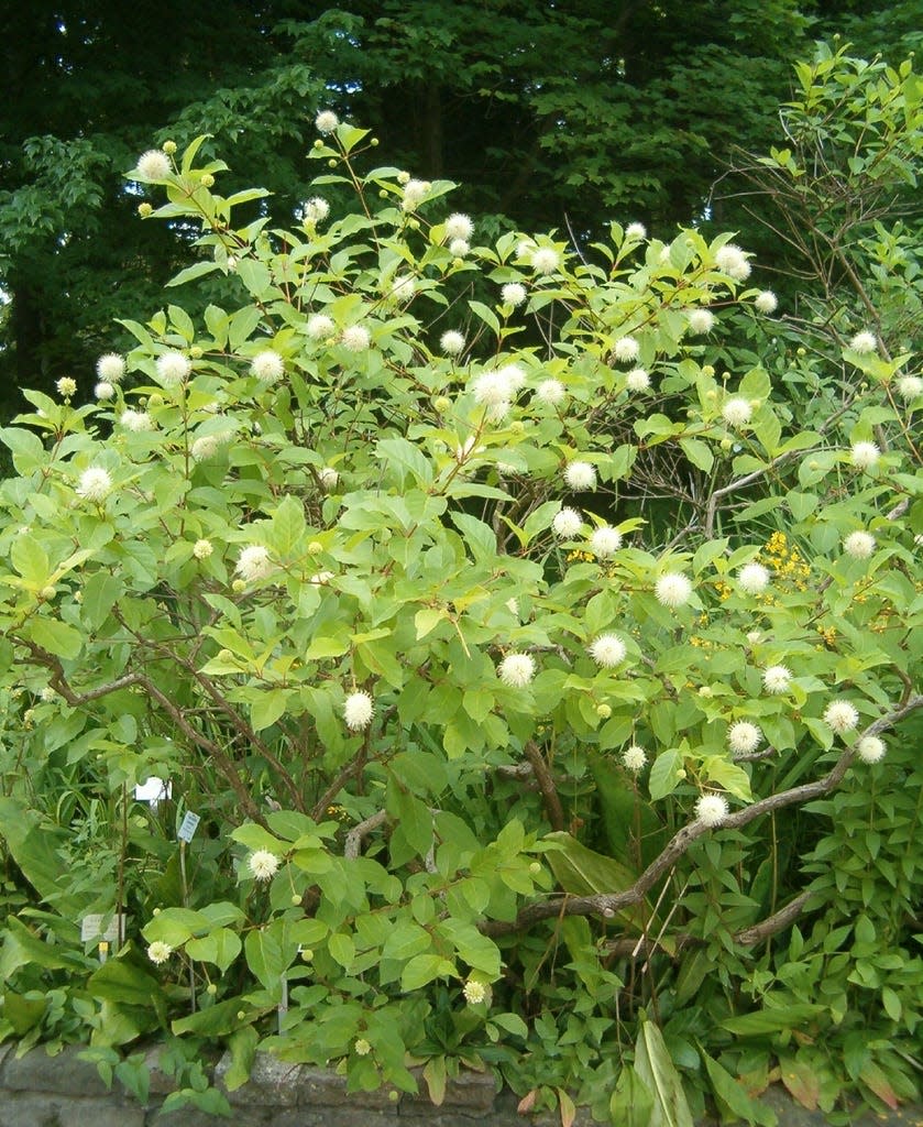 The water-loving buttonbush shrub can grow from 5-12 feet with a spread of 4-8 feet.