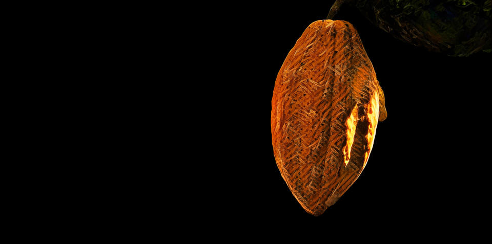 In the 1990s, the cacao farmers of Brazil fell into a collective depression.